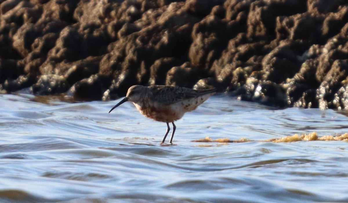 Curlew Sandpiper - ML640808138