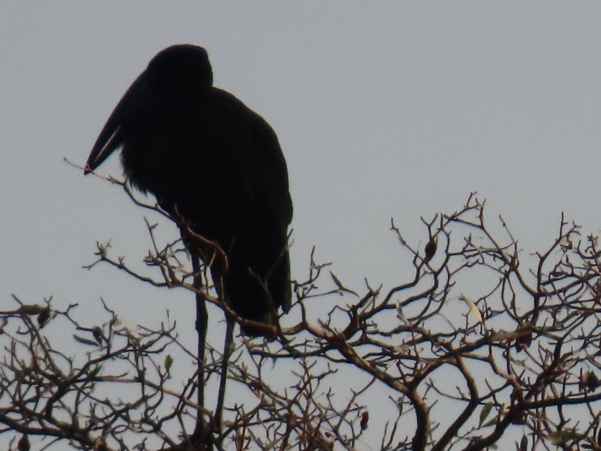African Openbill - ML640808141