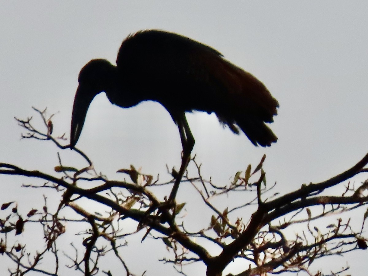 African Openbill - ML640808145