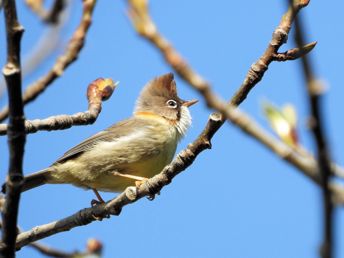 Yuhina Bigotuda - ML640808153