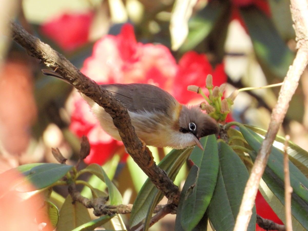 Yuhina Bigotuda - ML640808154