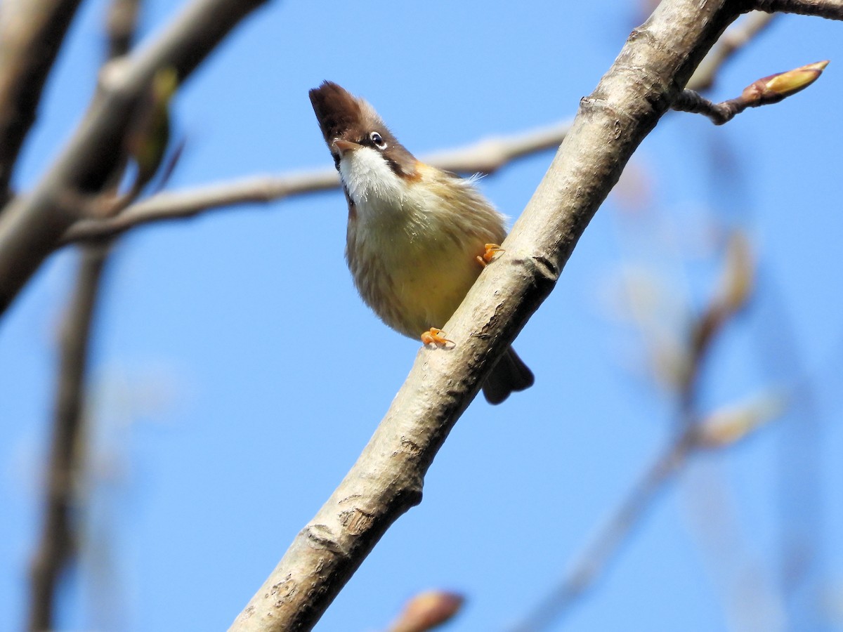 Yuhina Bigotuda - ML640808155