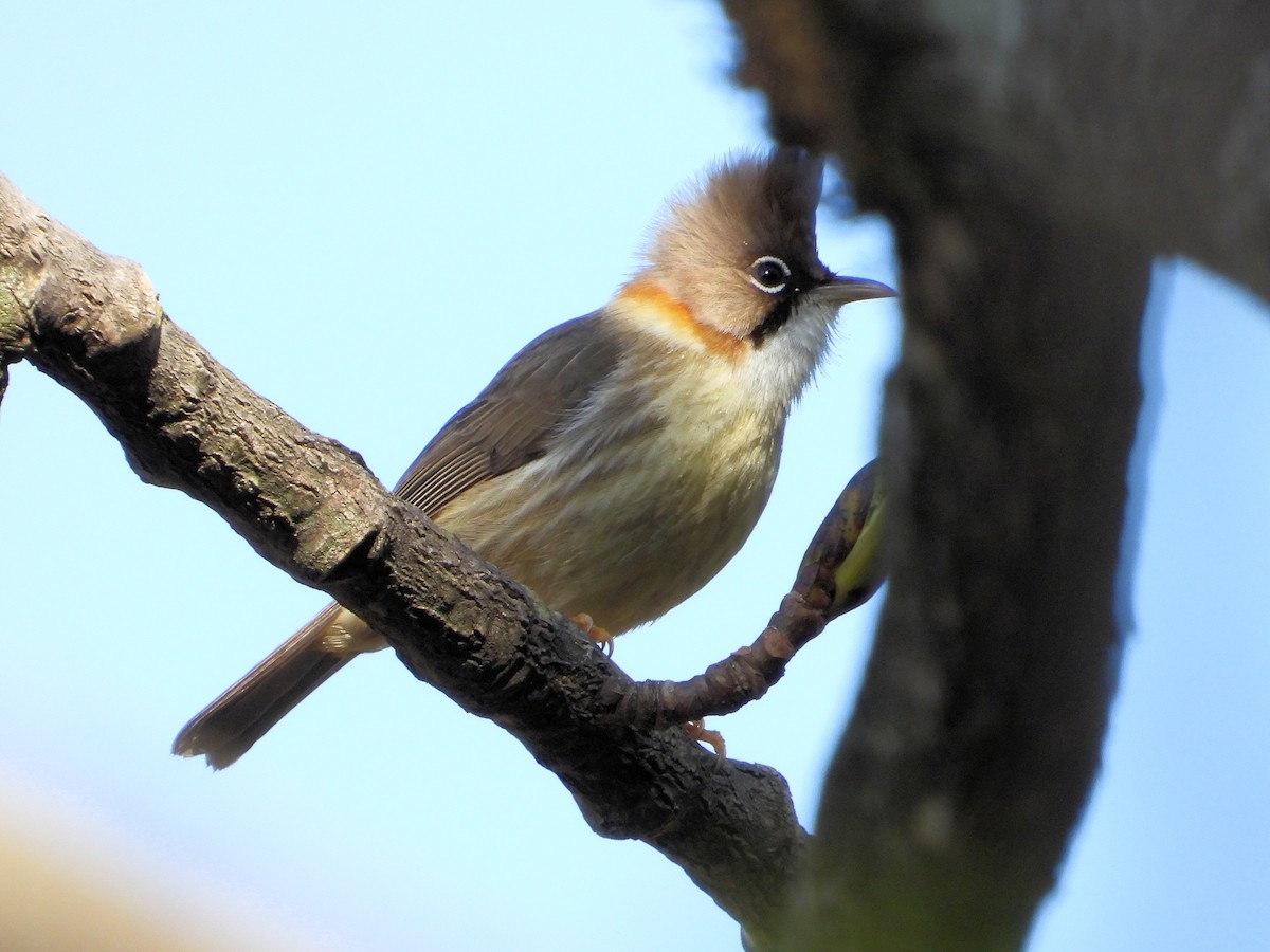 Yuhina Bigotuda - ML640808156