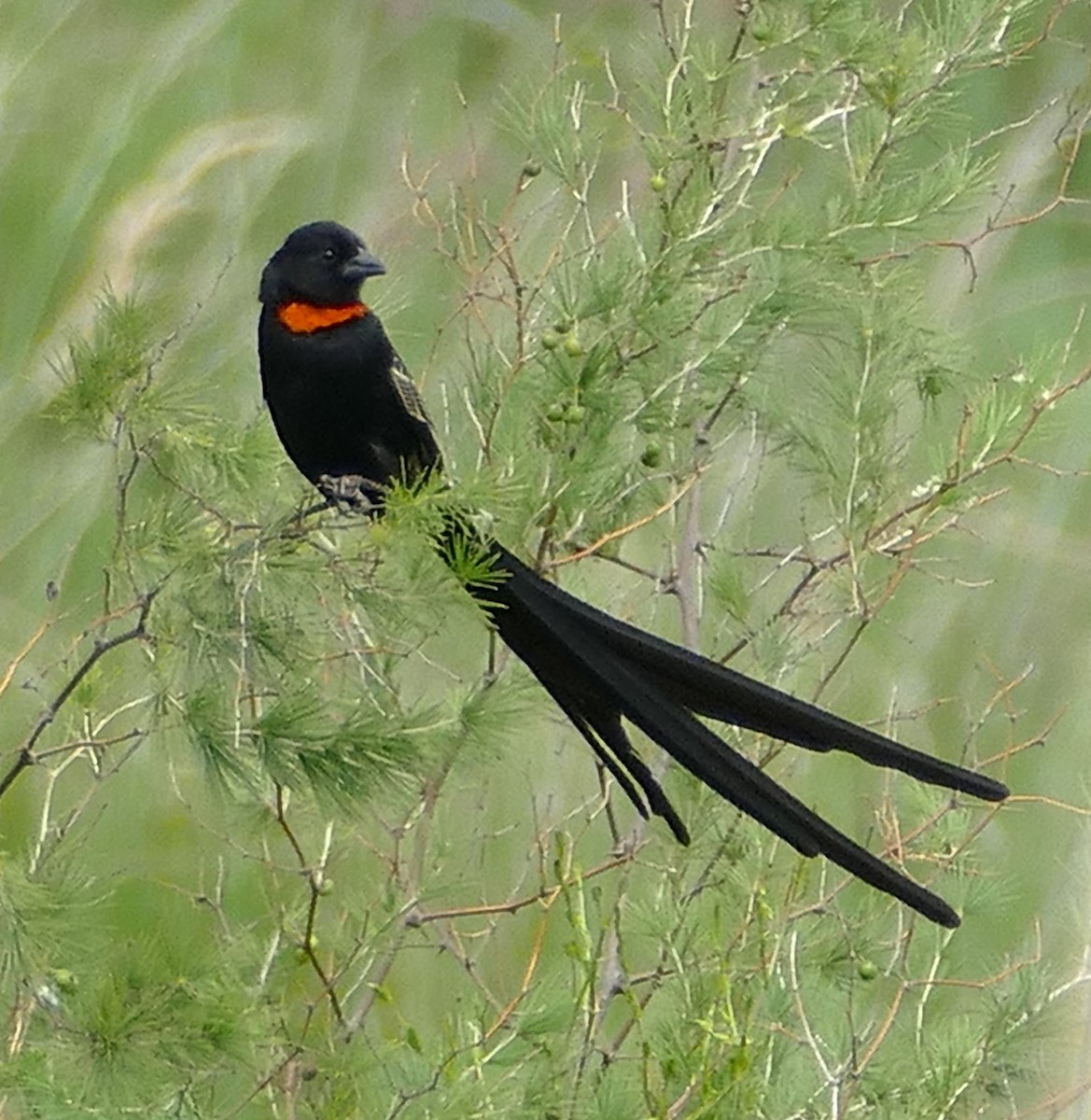 Red-collared Widowbird - ML640808176