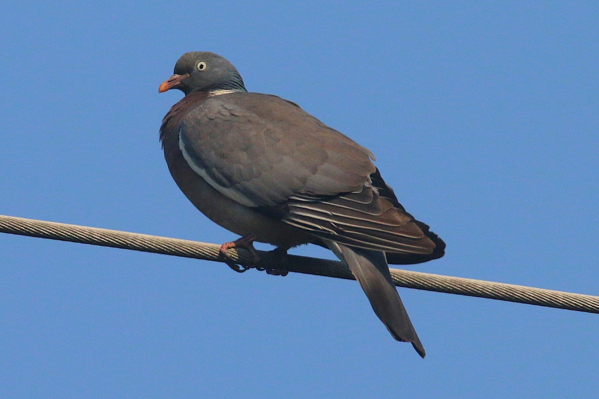 Common Wood-Pigeon - ML640808204
