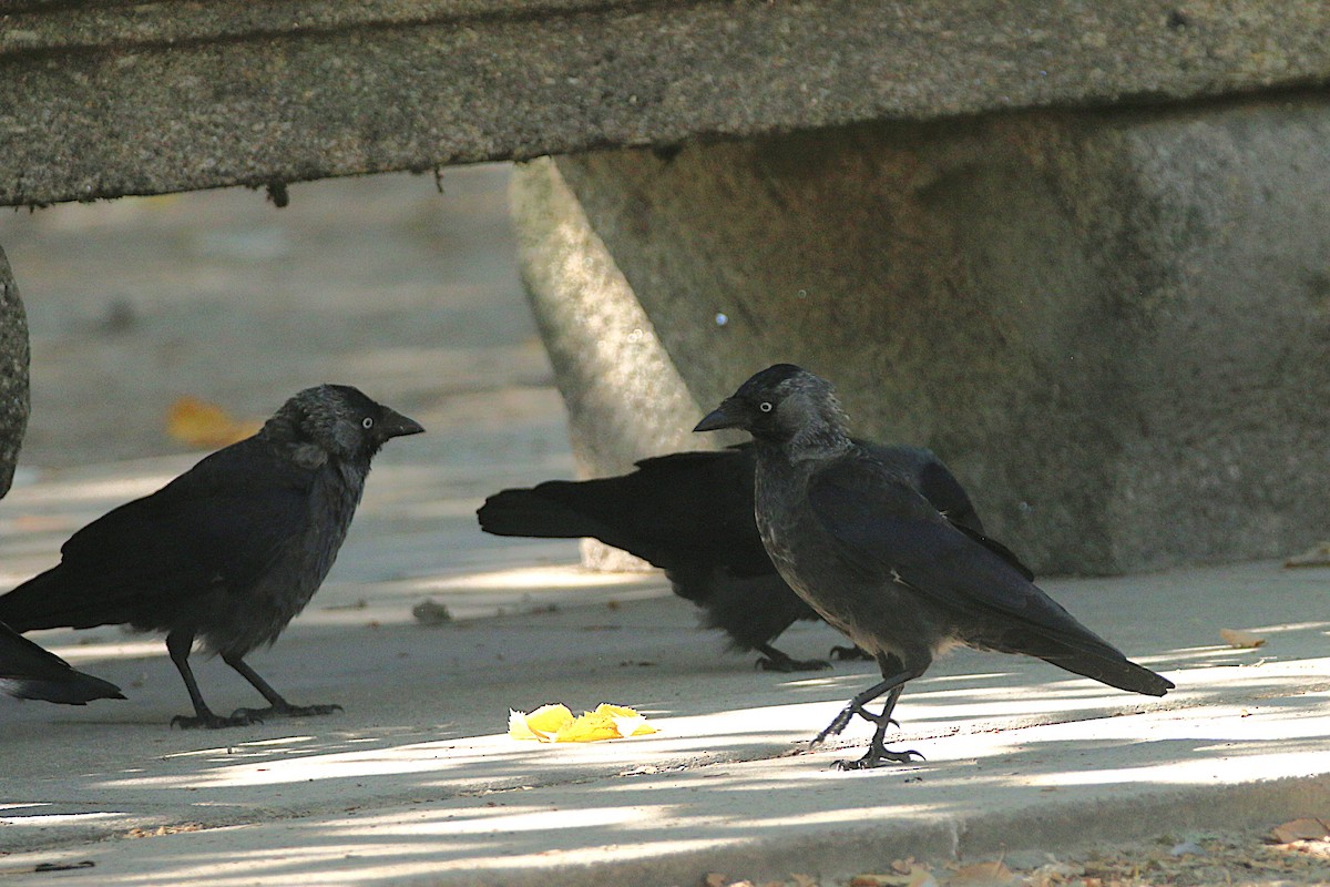 Eurasian Jackdaw - ML640808225