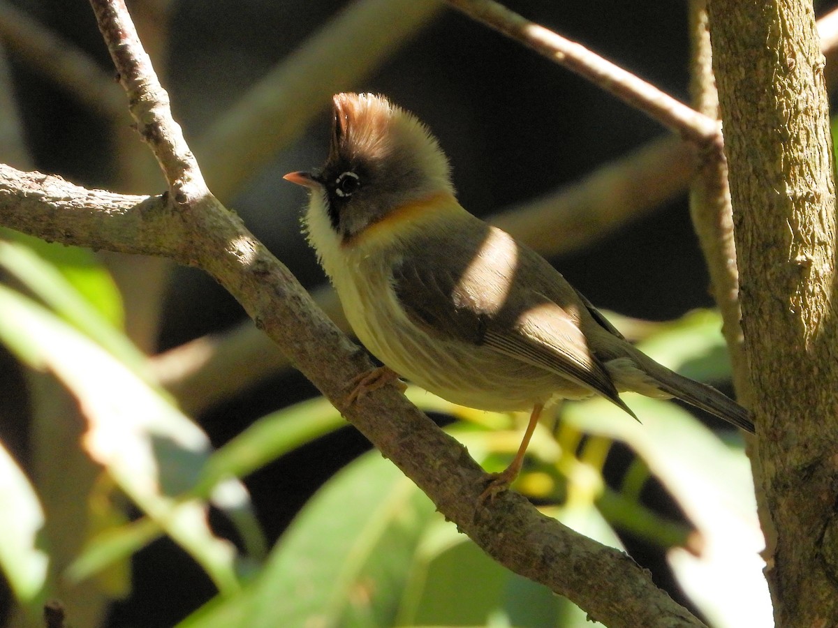 Yuhina Bigotuda - ML640808237