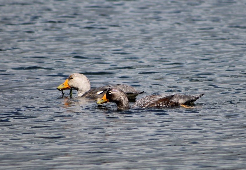 Flightless Steamer-Duck - ML640808273