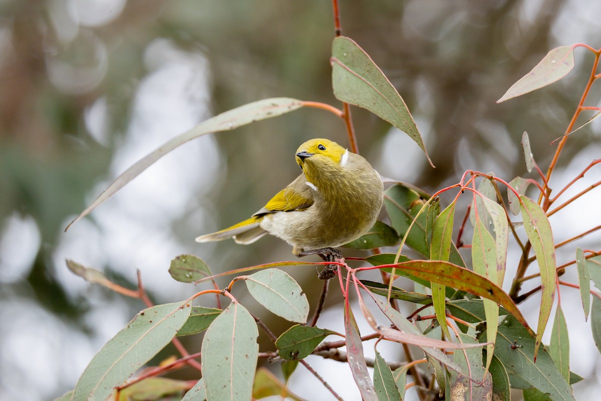 White-plumed Honeyeater - ML640808278