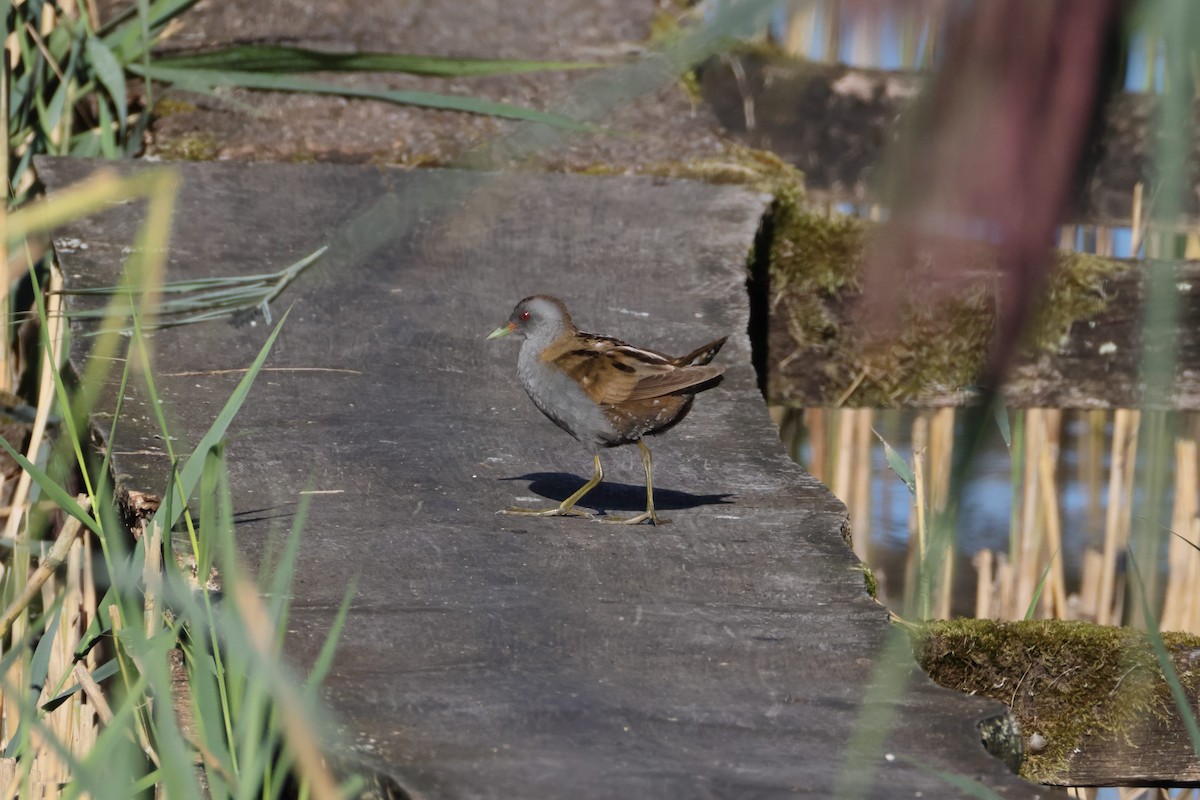 Little Crake - ML640808316