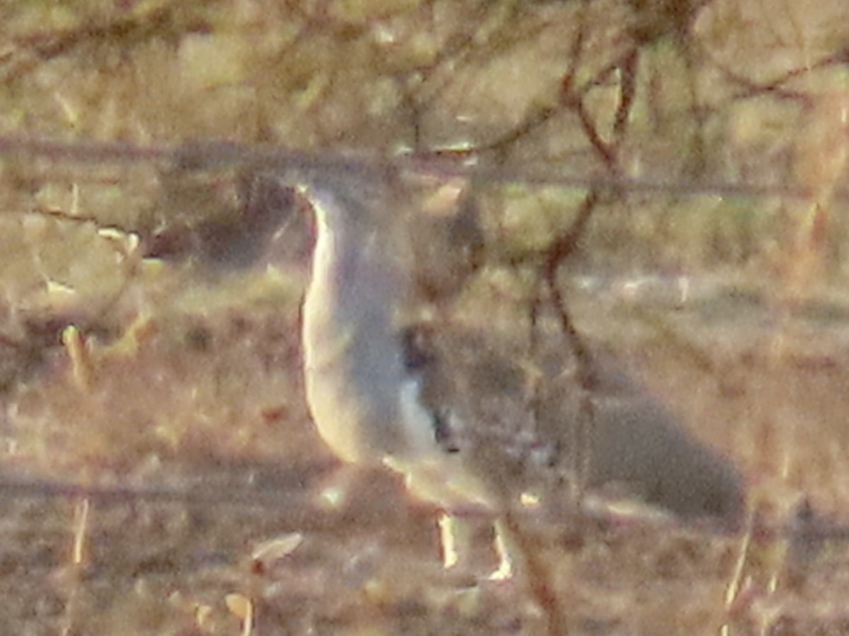 Kori Bustard - ML640808396