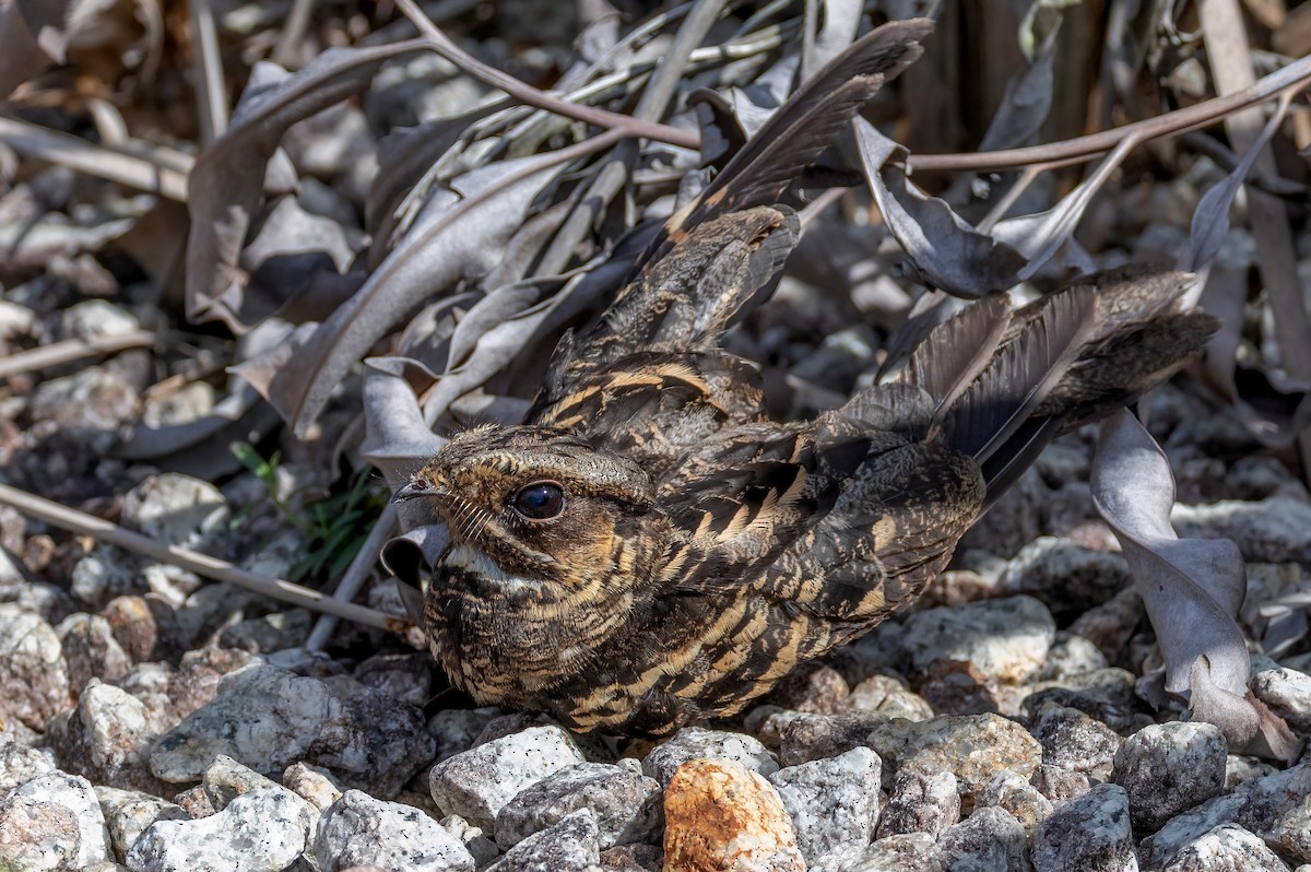Large-tailed Nightjar - ML640808469