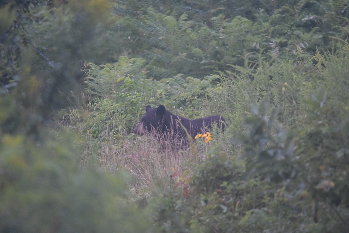 Animals - ML640808536