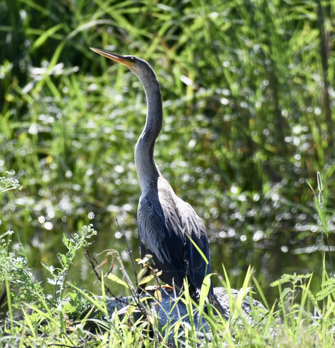 アメリカヘビウ - ML640808628