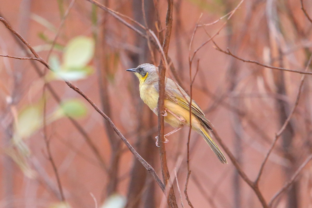 Gray-headed Honeyeater - ML640808701