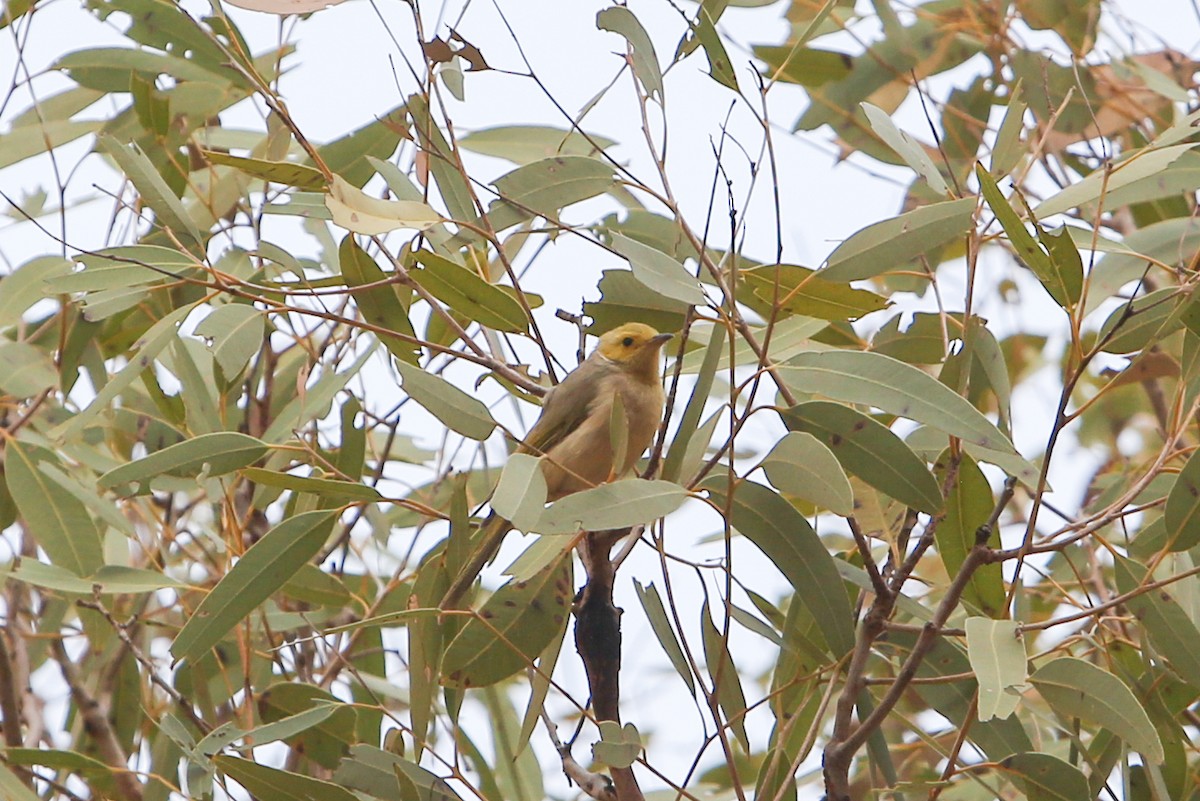 White-plumed Honeyeater - ML640808703
