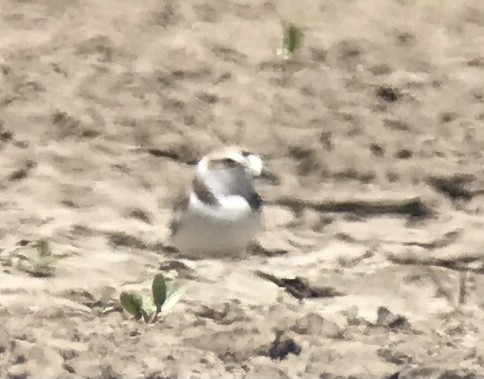 Snowy Plover - ML640808716