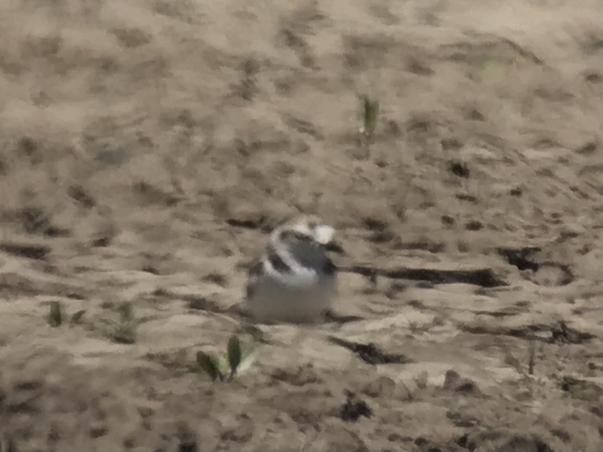 Snowy Plover - ML640808717