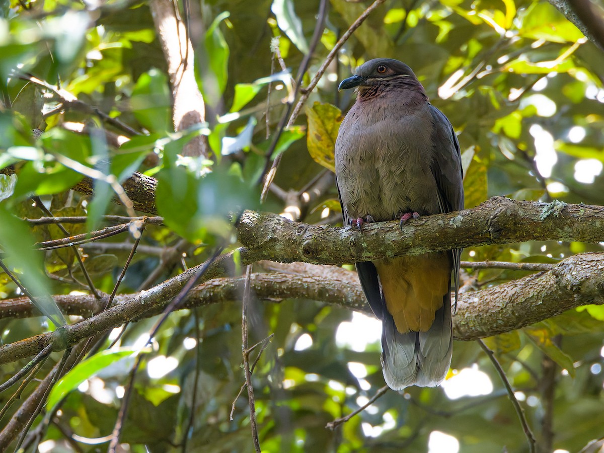Amethyst Brown-Dove - ML640808844