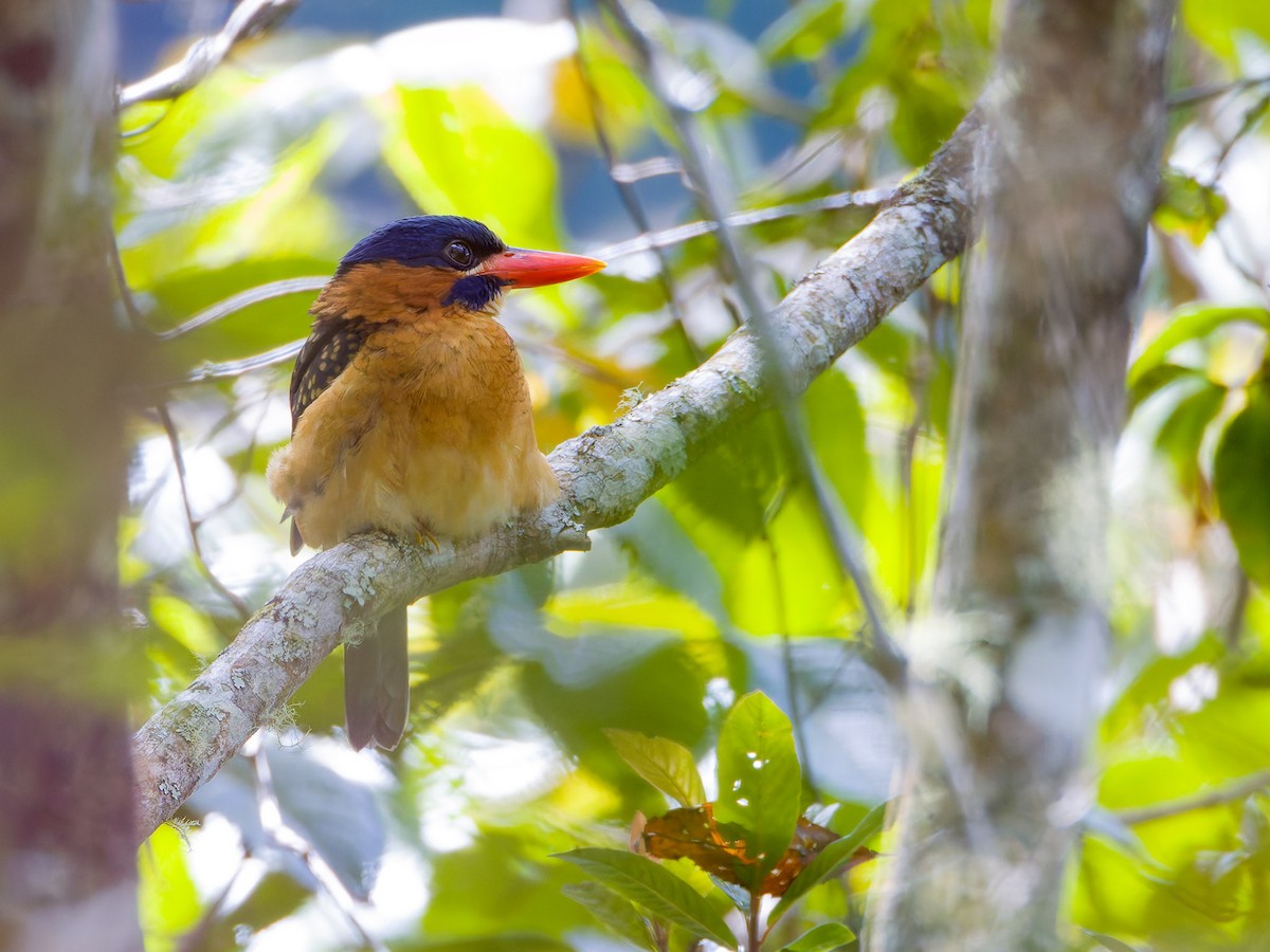 Blue-capped Kingfisher - ML640808856