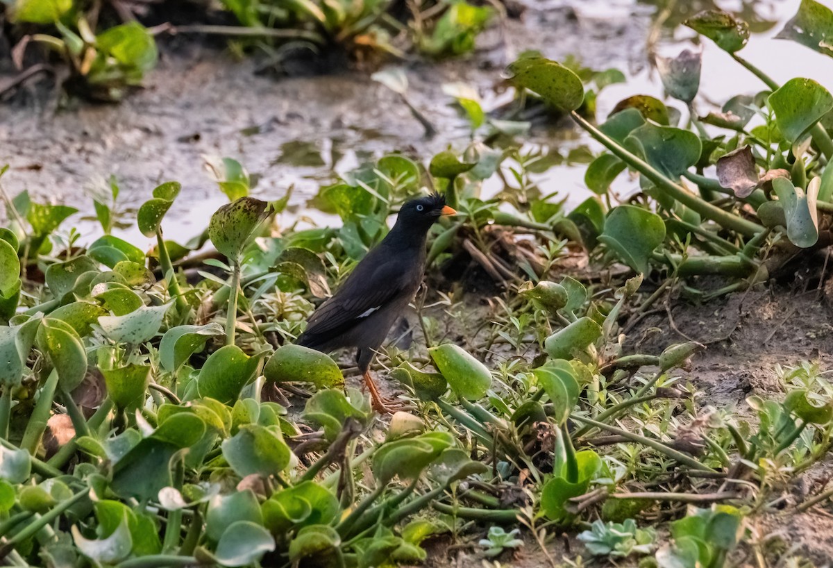 Jungle Myna - ML640808859