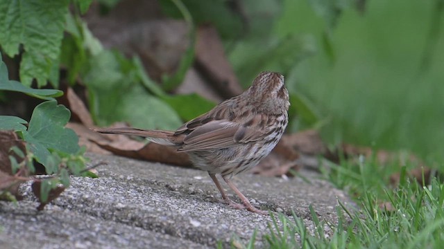 Song Sparrow - ML640808898