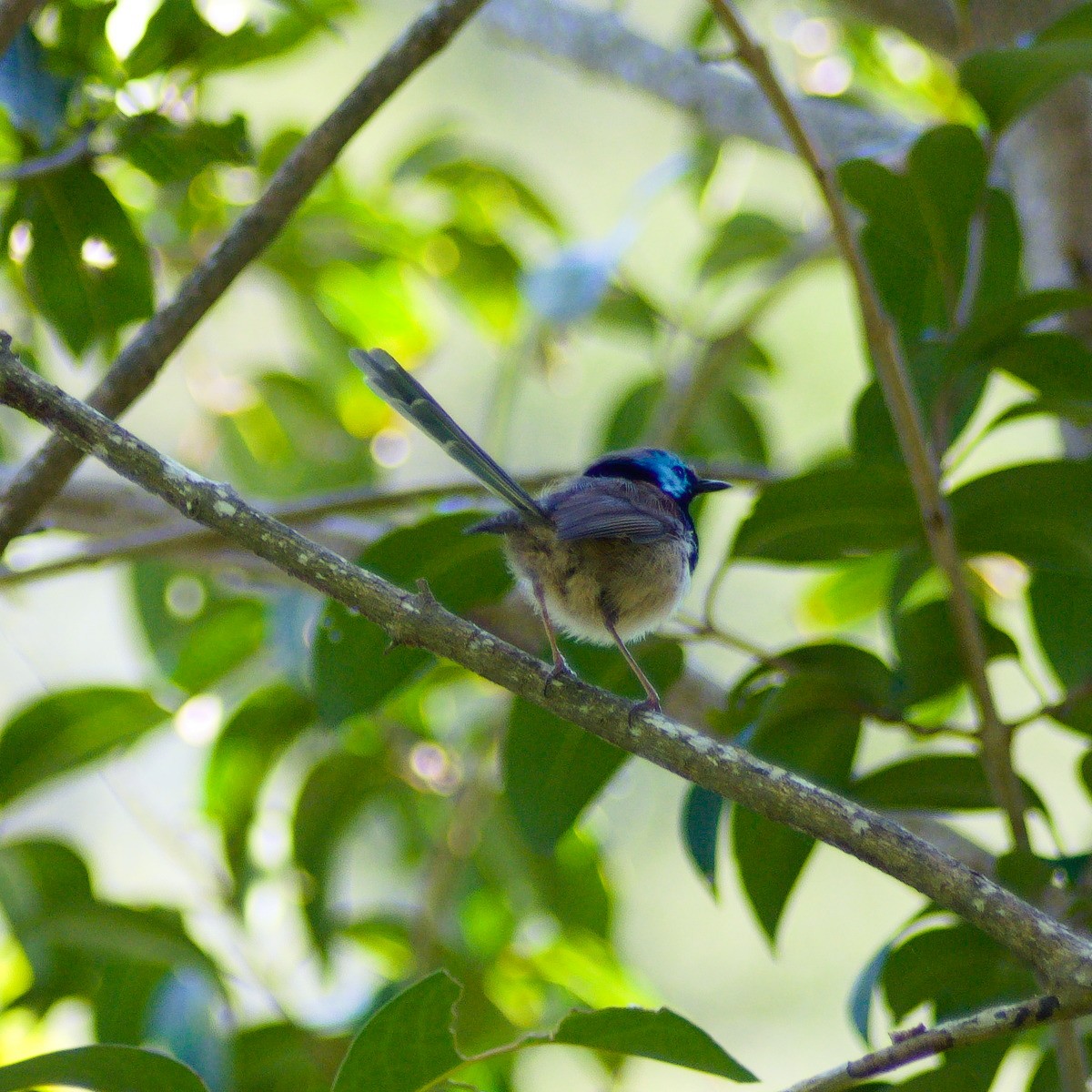 Variegated Fairywren - ML640808934