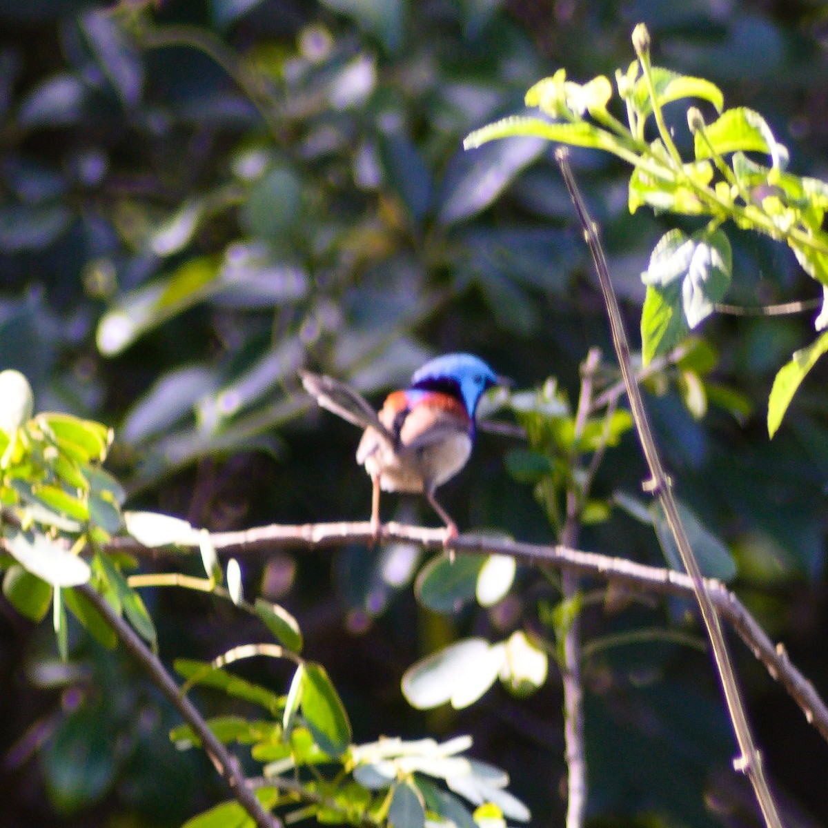 Variegated Fairywren - ML640808935