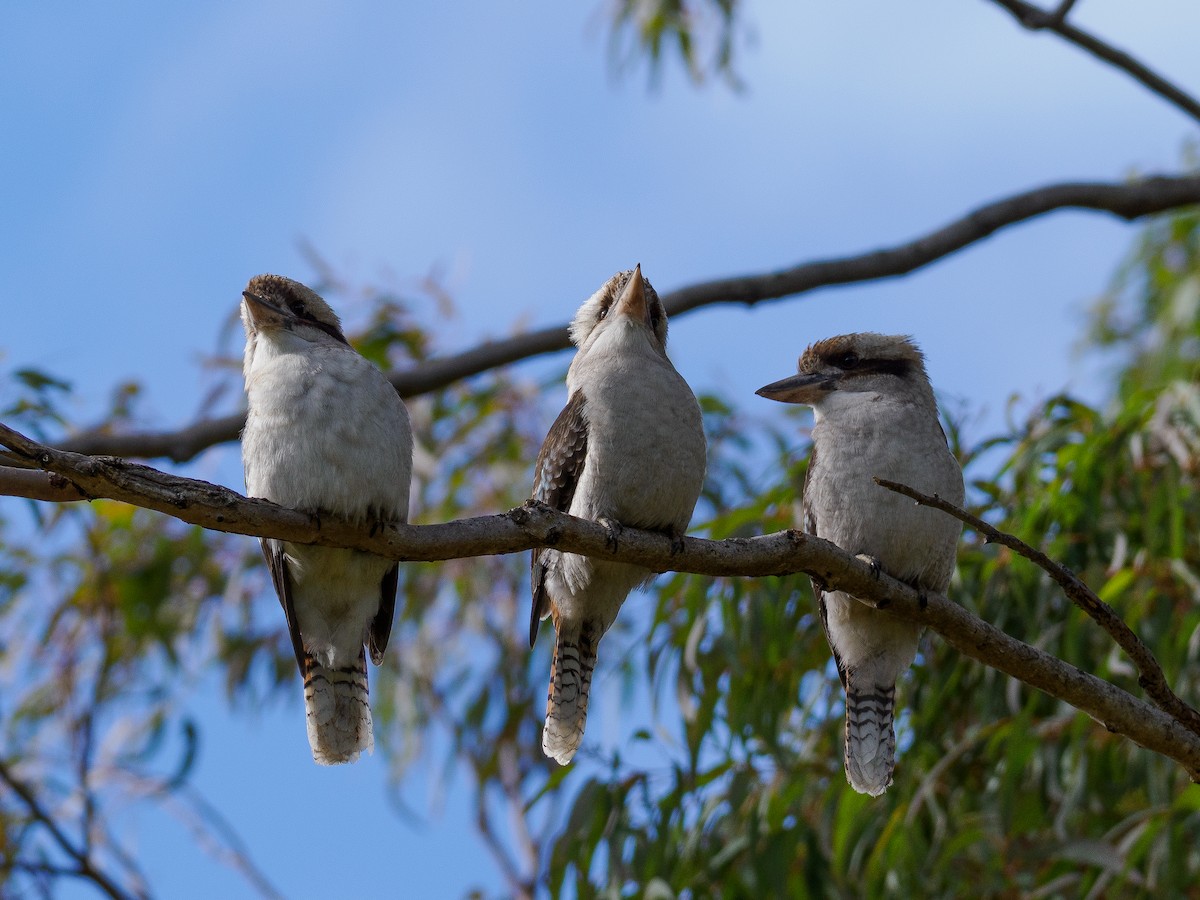 Laughing Kookaburra - ML640808937