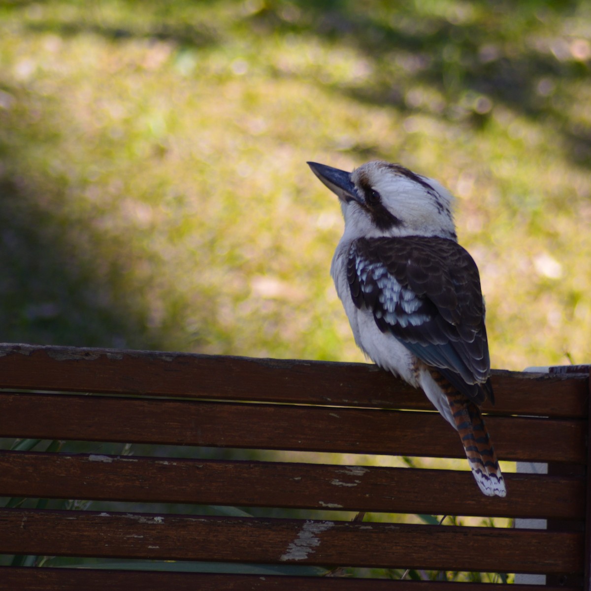 Laughing Kookaburra - ML640808938
