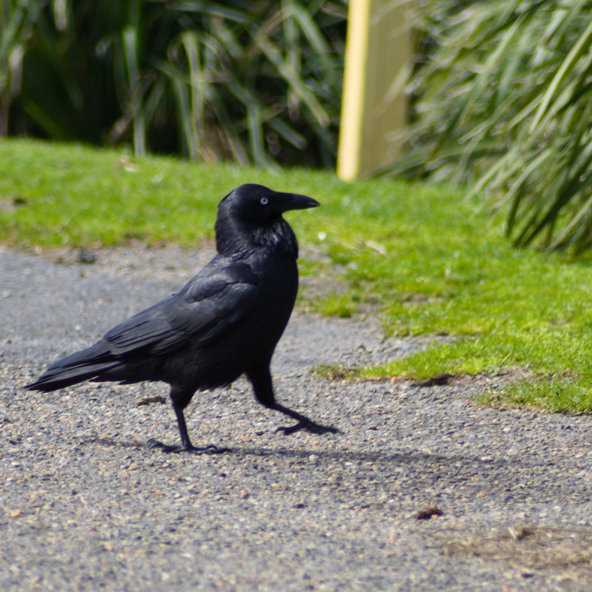 Australian Raven - ML640808941