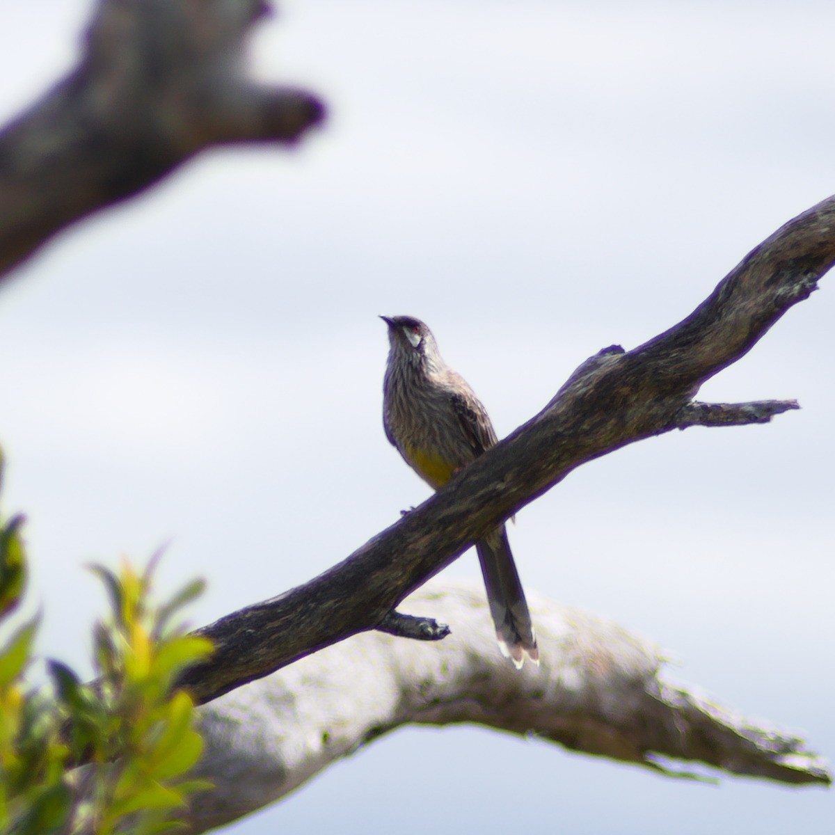 Red Wattlebird - ML640808943