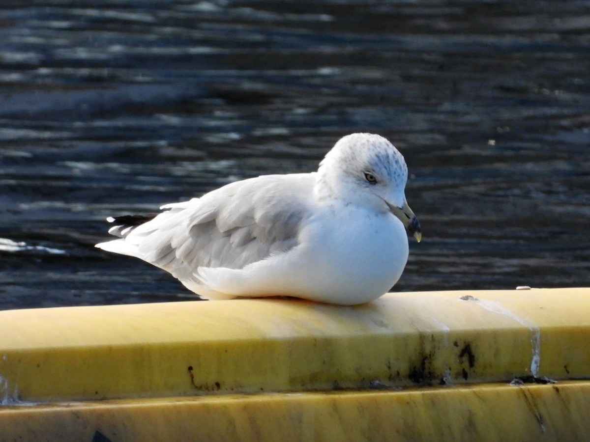 Ring-billed Gull - ML640808944