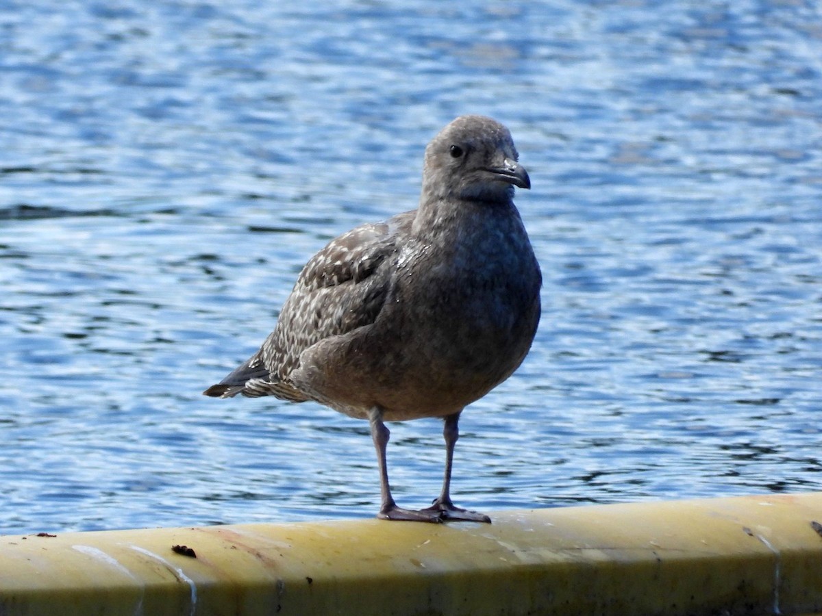 American Herring Gull - ML640808946