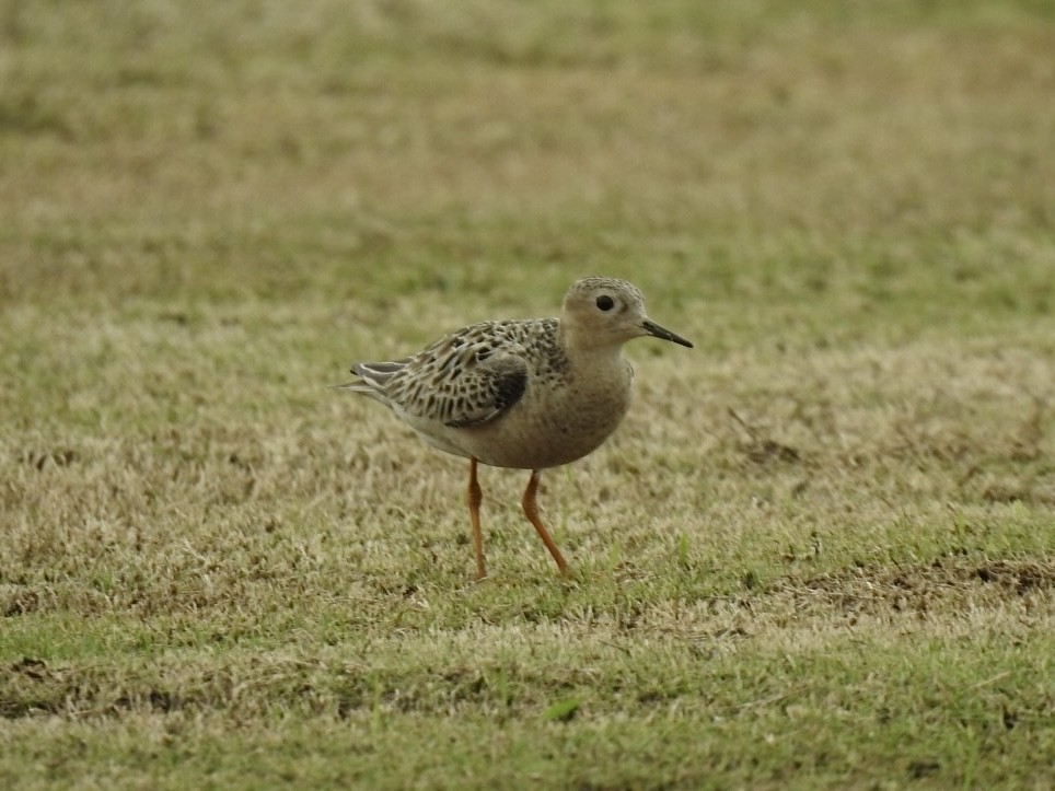 Buff-breasted Sandpiper - ML640808947