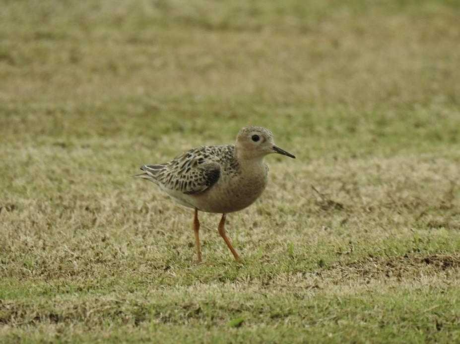Buff-breasted Sandpiper - ML640808948