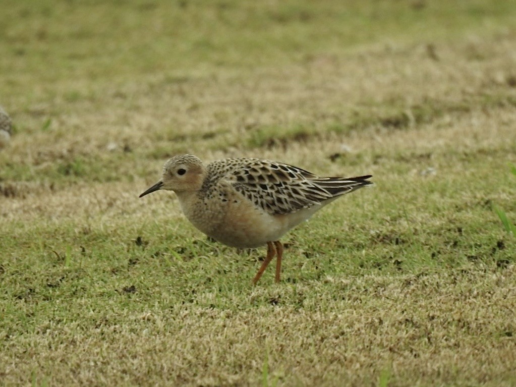 Buff-breasted Sandpiper - ML640808949