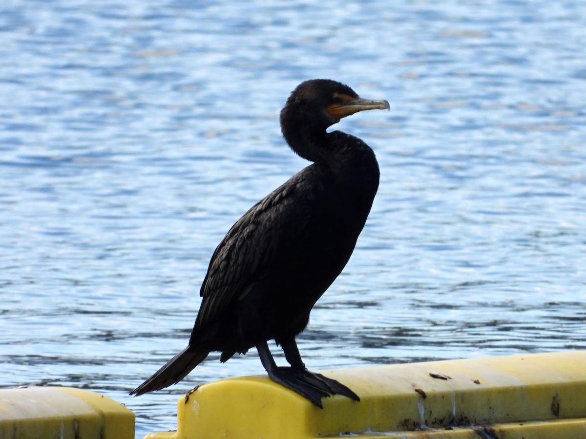 Double-crested Cormorant - ML640808950