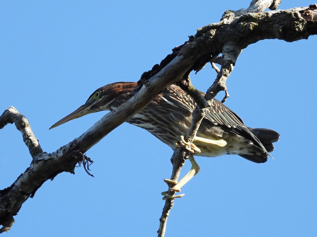 Green Heron - ML640808952