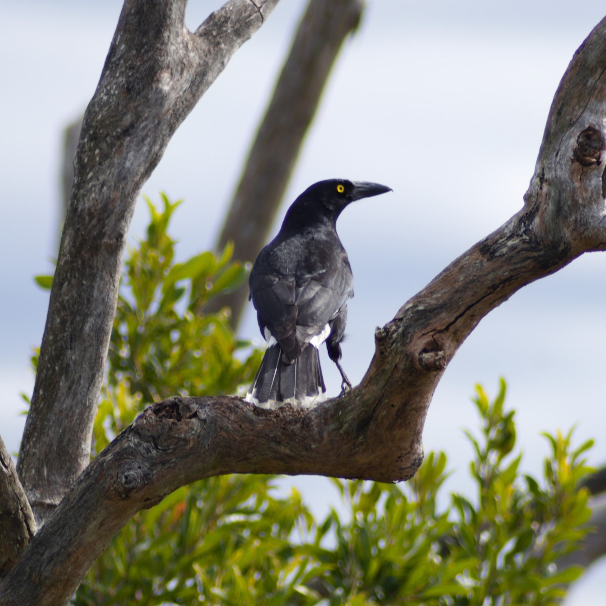 Pied Currawong - ML640808953