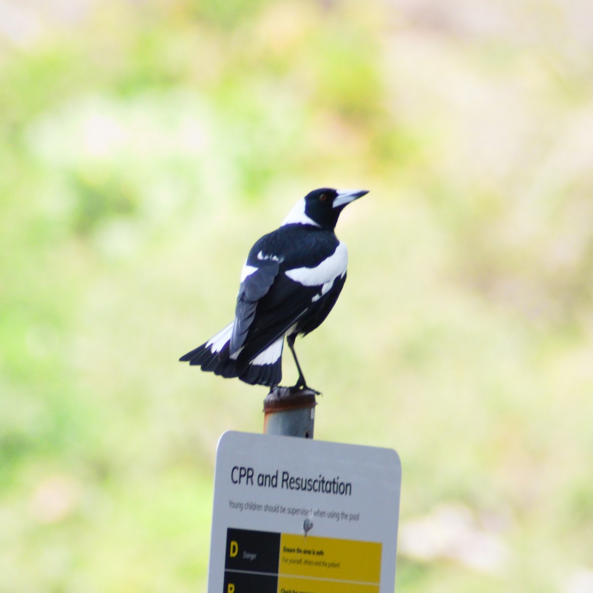 Australian Magpie - ML640808954