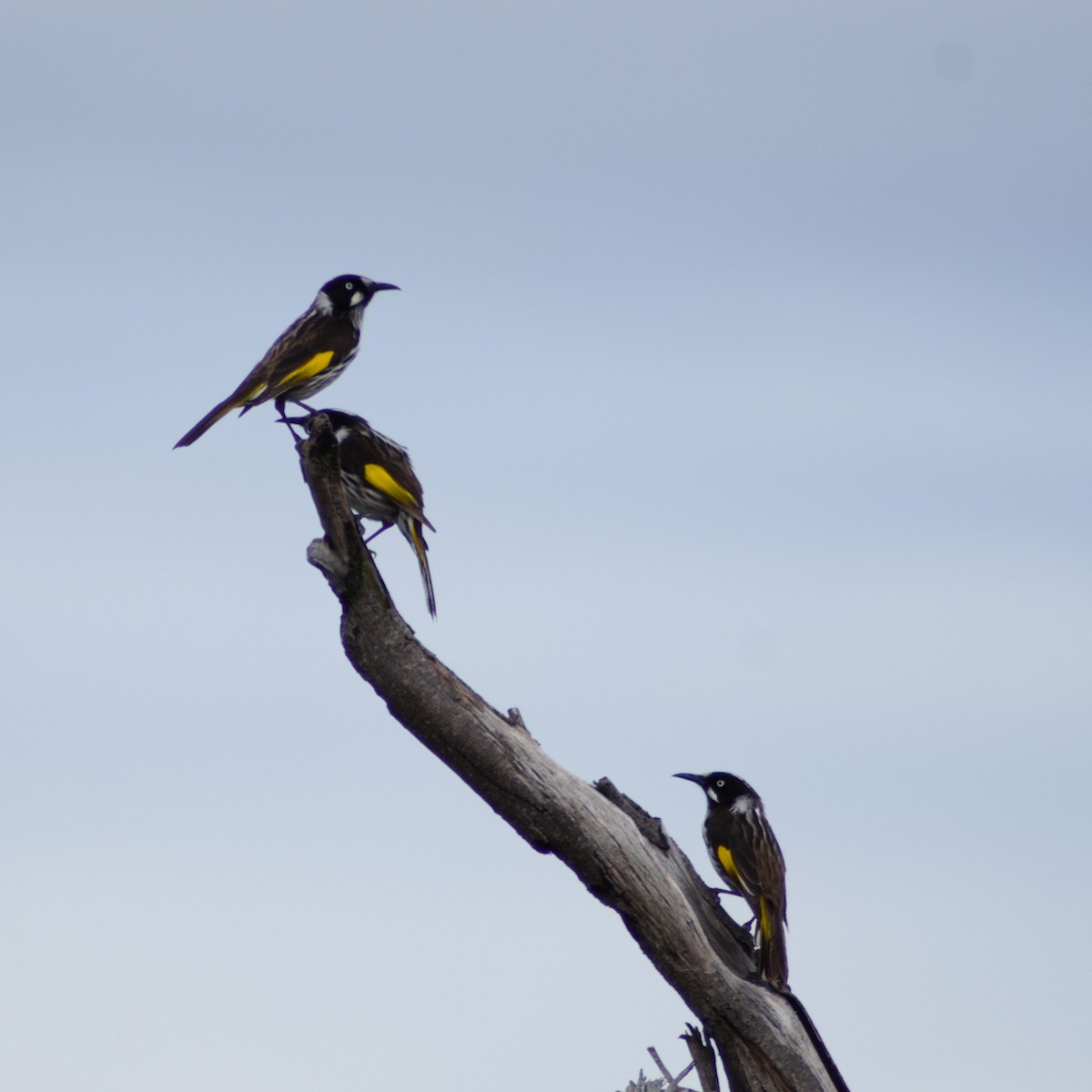 New Holland Honeyeater - ML640808955