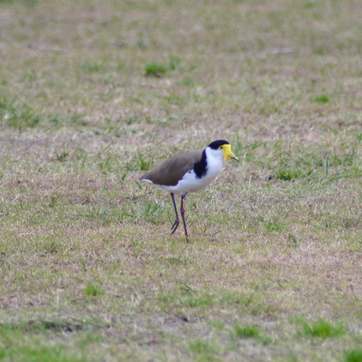 Masked Lapwing - ML640808963