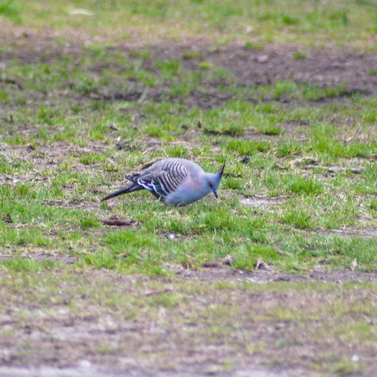 Crested Pigeon - ML640808964