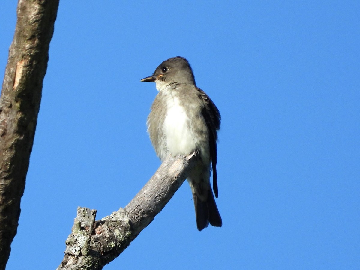 Olive-sided Flycatcher - ML640808965
