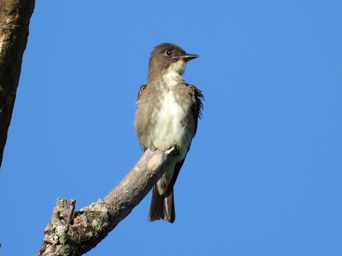 Olive-sided Flycatcher - ML640808966