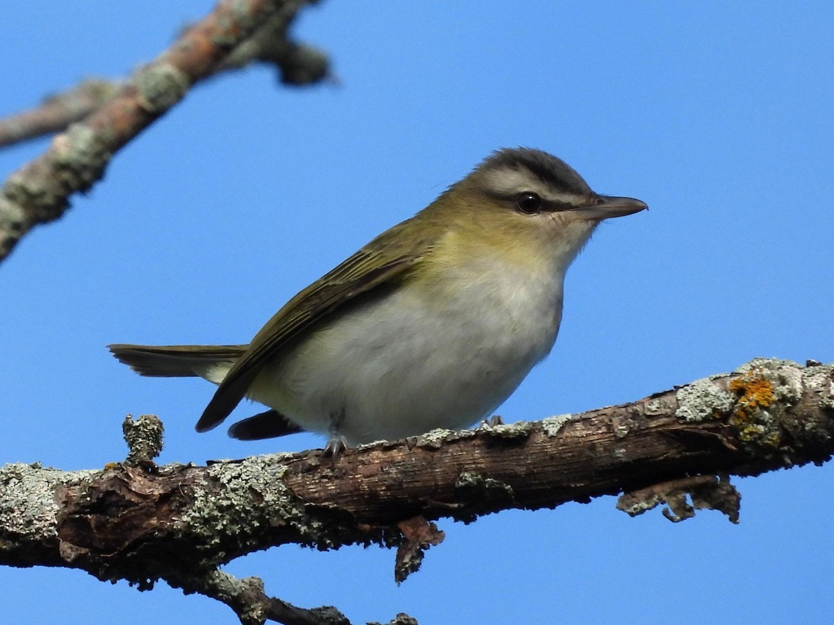 Red-eyed Vireo - ML640808967