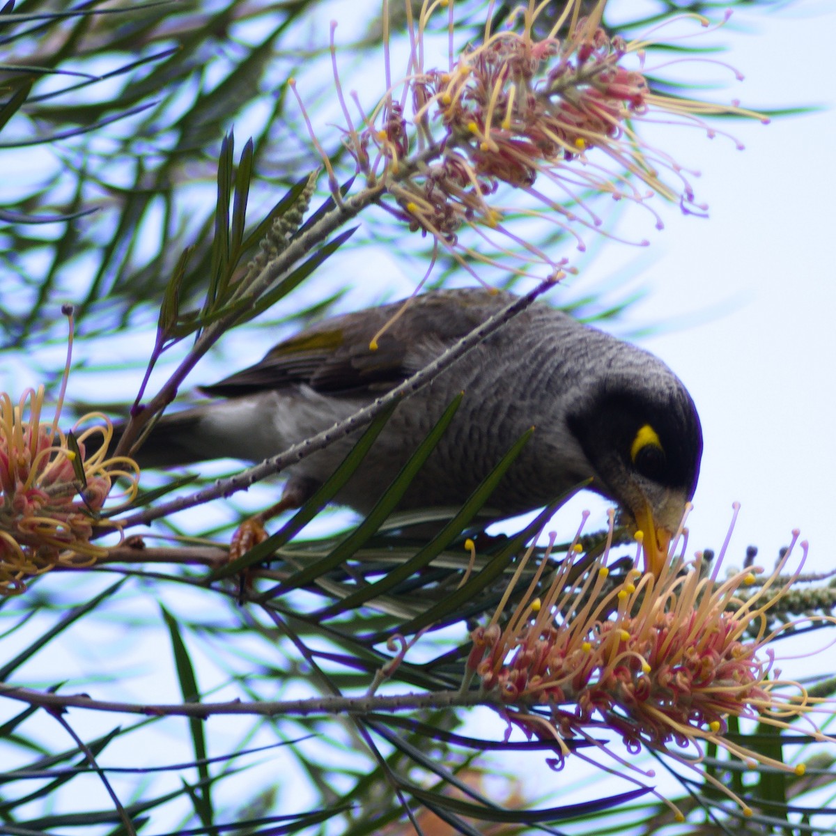 Noisy Miner - ML640808968