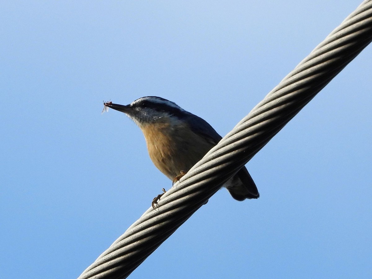 Red-breasted Nuthatch - ML640808971