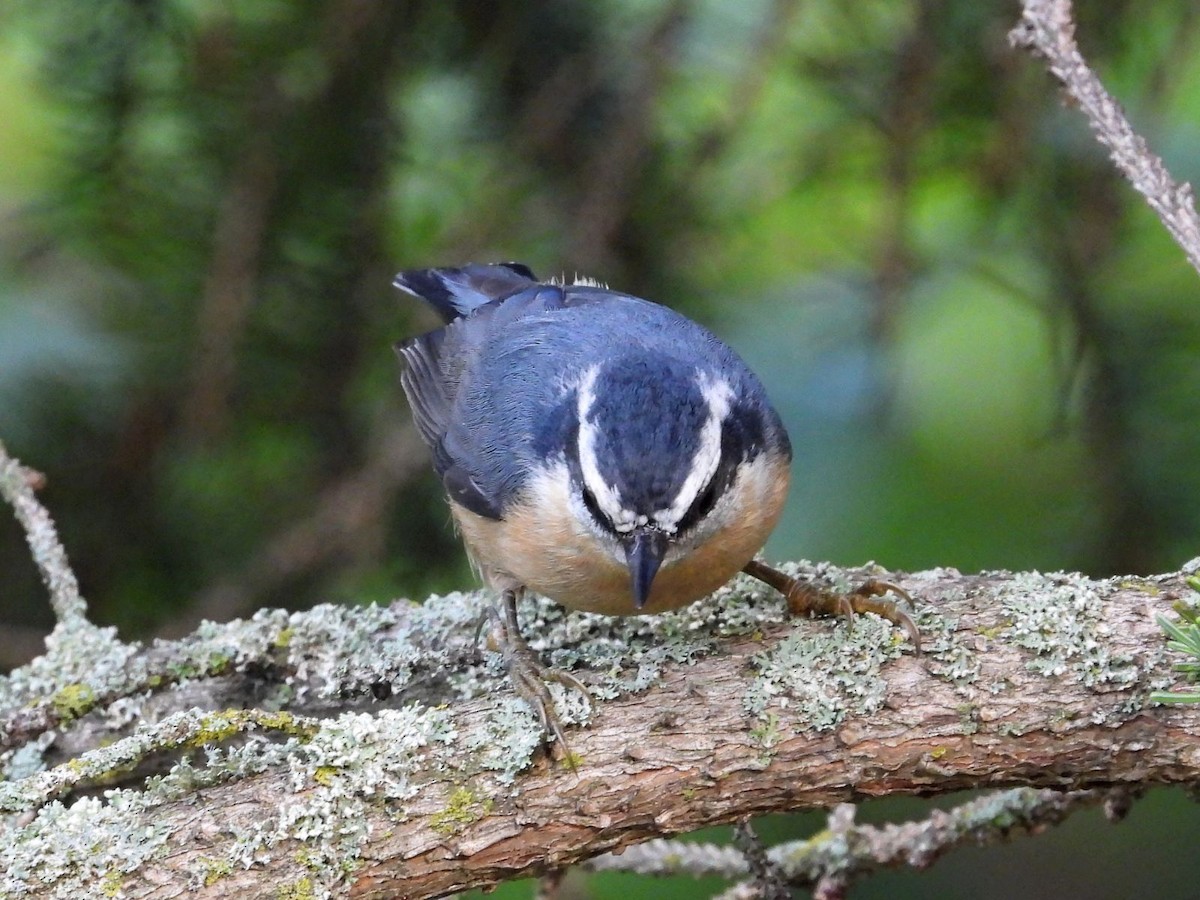 Red-breasted Nuthatch - ML640808972